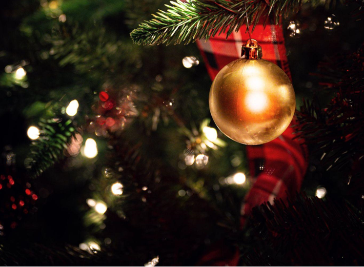 The Healing Benefits of the King of Christmas Trees